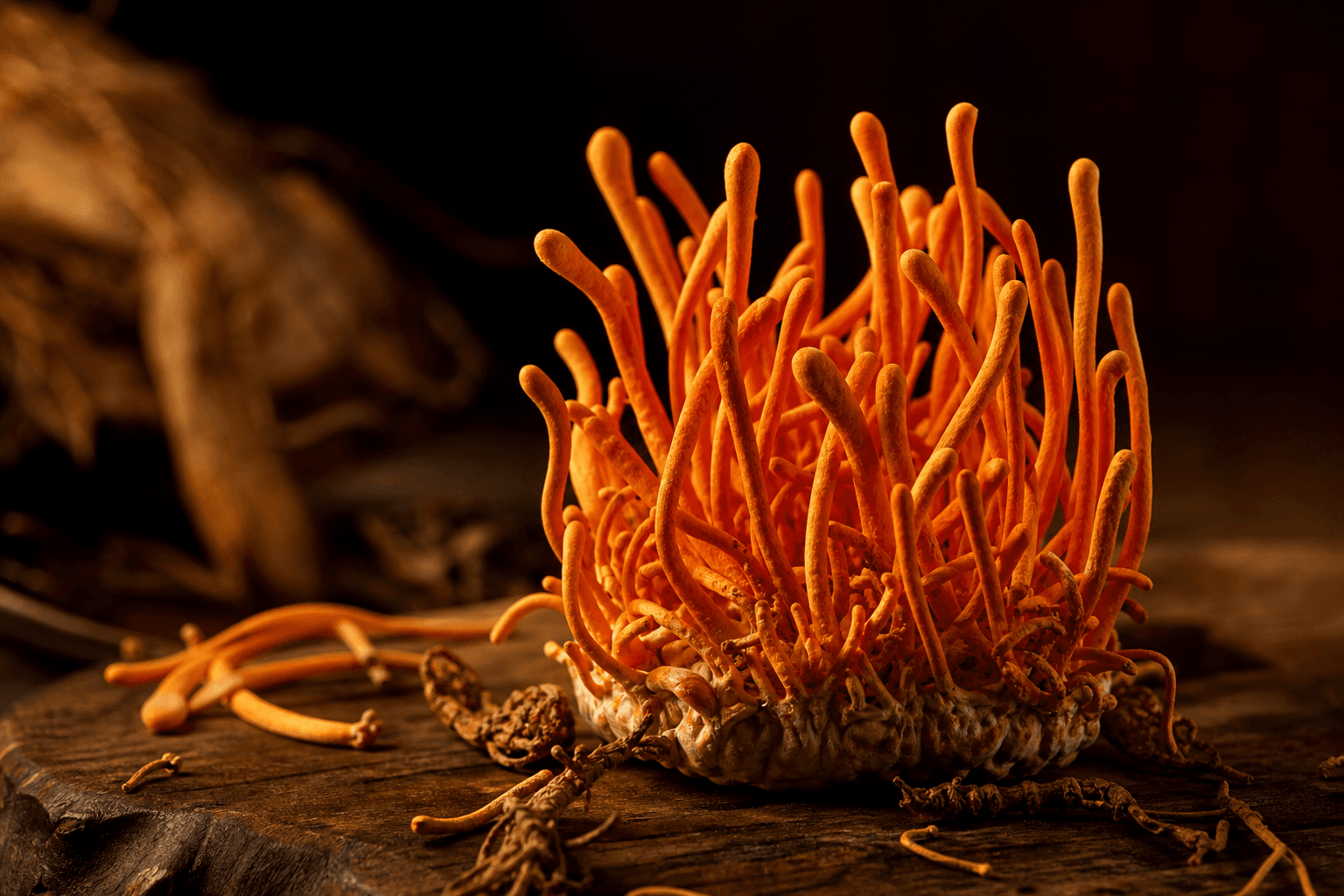Cordyceps militaris 자실체 클로즈업