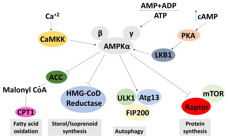 원문 Figure (molecules-26-05886-g006) — Europe PMC OA