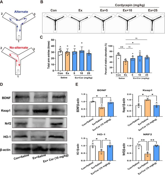 원문 Figure (41598_2025_92790_Fig5_HTML) — Europe PMC OA