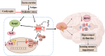 원문 Figure (41598_2025_92790_Fig6_HTML) — Europe PMC OA