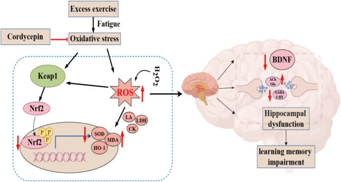 원문 Figure (41598_2025_92790_Fig6_HTML) — Europe PMC OA