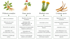 원문 Figure (nutrients-18-02552-g001) — Europe PMC OA