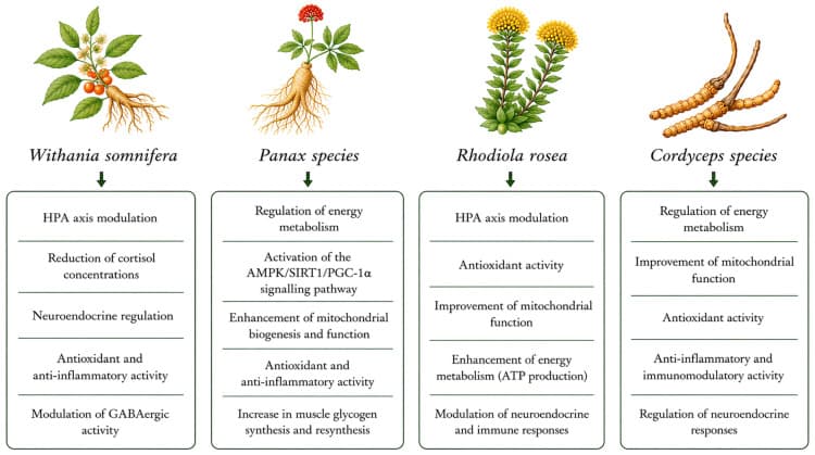 원문 Figure (nutrients-18-02552-g001) — Europe PMC OA