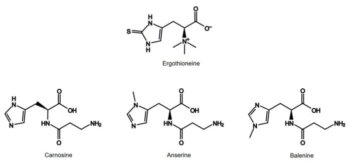 원문 Figure (nutrients-18-00781-g005) — Europe PMC OA
