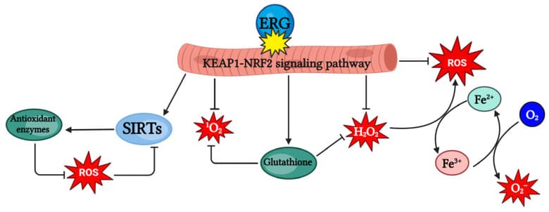 원문 Figure (nutrients-18-00781-g006) — Europe PMC OA