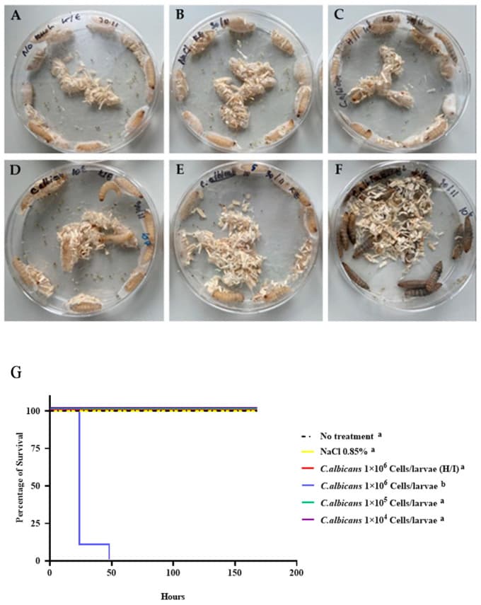 원문 Figure (insects-15-00882-g003) — Europe PMC OA