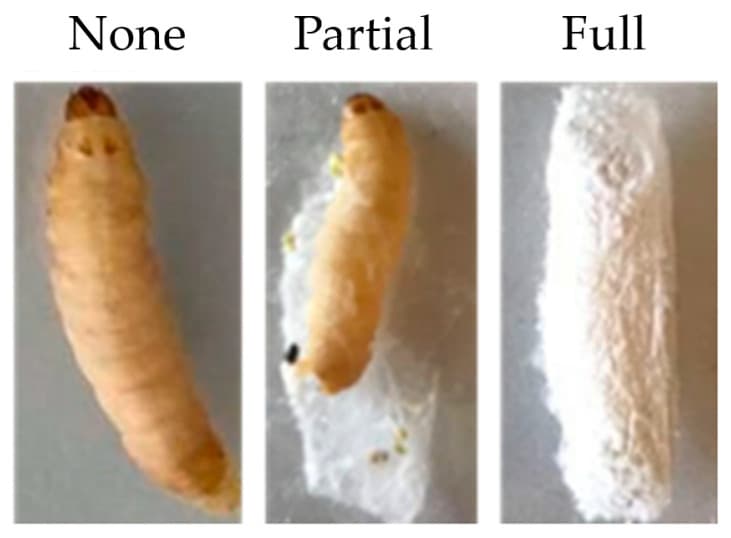 원문 Figure (insects-15-00882-g004) — Europe PMC OA